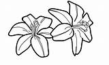 Tiger Lilies Transparent Lilly Favpng Getdrawings Bunga Webstockreview Pngwing Bakung Hitam Populer Beginilah Bingkai sketch template