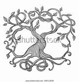 Yggdrasil Celtic Tree Illustration Life Vector sketch template