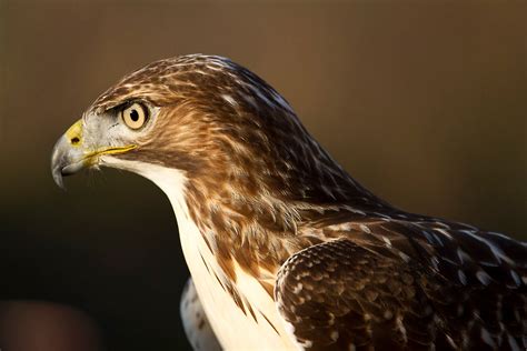 ann brokelman photography swainson hawk western red tailed hawk   captive oct