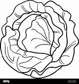 Cabbage Lettuce Lattuga Cavolo Illustrazione Vegetable Frutas Vectorstock Vegetales Dibujo Vegetale sketch template