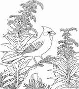 Cardinal Coloring Pages Northern Bird Coloring4free Drawing State Red Color Getdrawings Related Posts Getcolorings sketch template