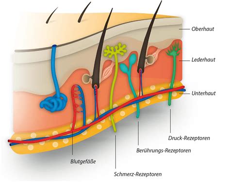 der aufbau der menschlichen haut zfim bornemann luebeck