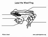 Frog Wood Labeling Exploringnature sketch template