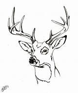 Deer Coloring Head Drawing Buck Tail Pages Whitetail Tailed Face Adult Baby Deers Drawings Mother Clipart Doe Reindeer Getdrawings Sketch sketch template