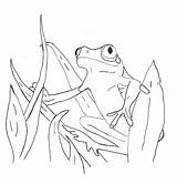 Frog Sapos Dart Poison Eyed Bestcoloringpagesforkids sketch template