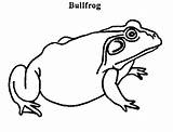 Bullfrog Coloring Pages Pregnant Getcolorings Printable Color Frog 462px 94kb sketch template
