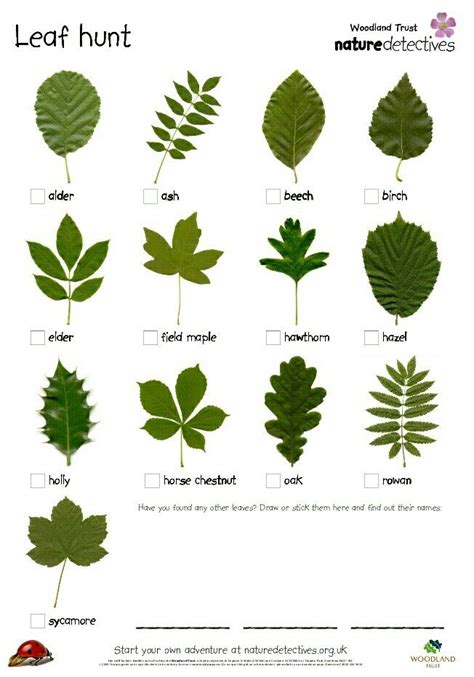 leaf guide tree identification streamsnored