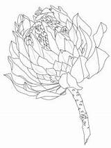 Protea Coloring Flower Pages Printable Drawing Supercoloring Template Colouring Outline Drawings Sketch Flowers Sketches 300px 92kb Crafts Categories Choose Board sketch template