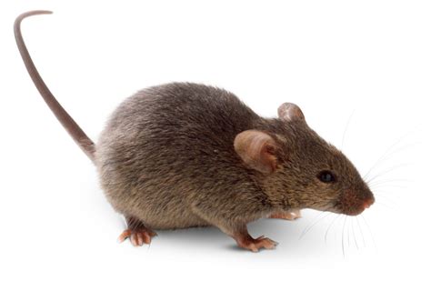 rodent list  rodents dk find