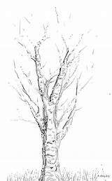 Tree Drawing Birch Aspen Drawings Valluzzi Regina Abstraction Study Trees Branches Getdrawings Paintingvalley 25th Uploaded July Which sketch template