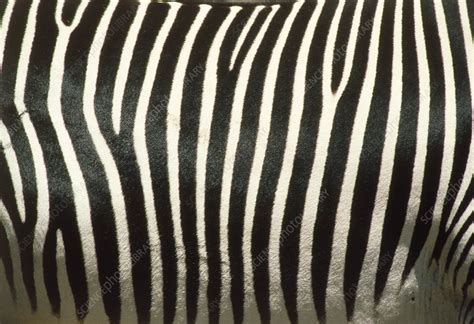 zebra stripes stock image  science photo library