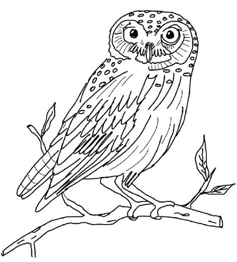 burrowing owl coloring page  getcoloringscom  printable