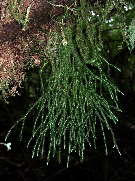 phlegmariurus acerosus lycopodiaceae image   plantsystematicsorg