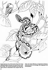 Snakes Serpent Python Dover Malvorlagen Animaux Viper Mamba Schlange Erwachsene Coloriages Reptiles Doverpublications sketch template