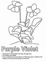 Coloring Violet Purple Pages Flower Jersey Color Wisconsin Wood Colouring Clipart Kidzone State Canada Clip Nj Ws Activities Newbrunswick Canadian sketch template