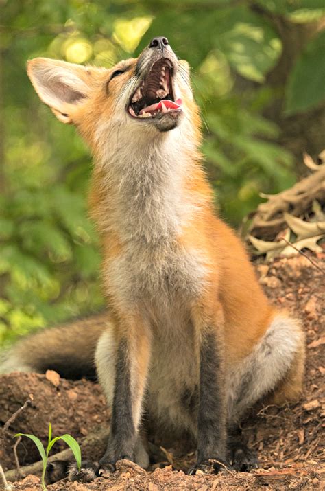 fox jantrabuephotographycom