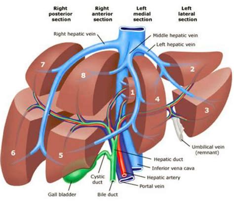 liver pain    liver location anatomy function enlarged