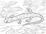 Salamander Drawing Coloring Spotted Pages Template sketch template