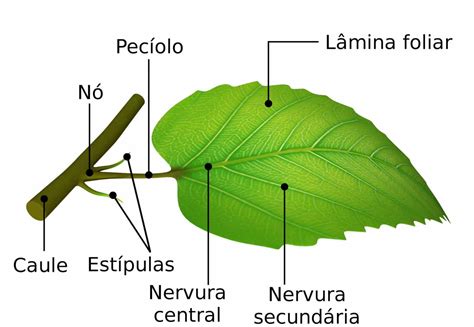 folhas partes das folhas principais tipos anatomia  funcoes