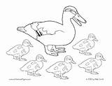 Ducks Little Five Activities Colouring Board Pages Teacherspayteachers Preschool Book Ten Choose sketch template