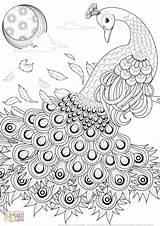 Coloring Peacock Pages Choose Board Printable sketch template