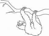Sloth Leniwiec Sloths Rainforest Bicho Wiszący Kolorowanki Kidocoloringpages Preguica Cartoon Jungle Colorir Coloringbay Obrazek Segurando Galho Drukowanka Druku sketch template