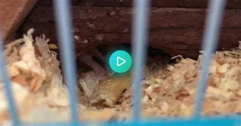 Babay Hamsters Eating Album On Imgur