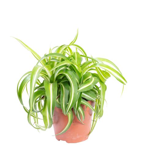 paket topf bepflanzt mit gruenlilie bonnie chlorophytum comosum hoehe ca  cm topf