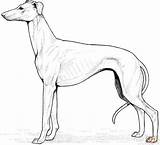 Whippet Windhund Ausdrucken Cane Kolorowanka Cani Kolorowanki Retriever Galgo Greyhound Levriero Supercoloring Cuccioli Ausmalbild Hund Kategorii sketch template