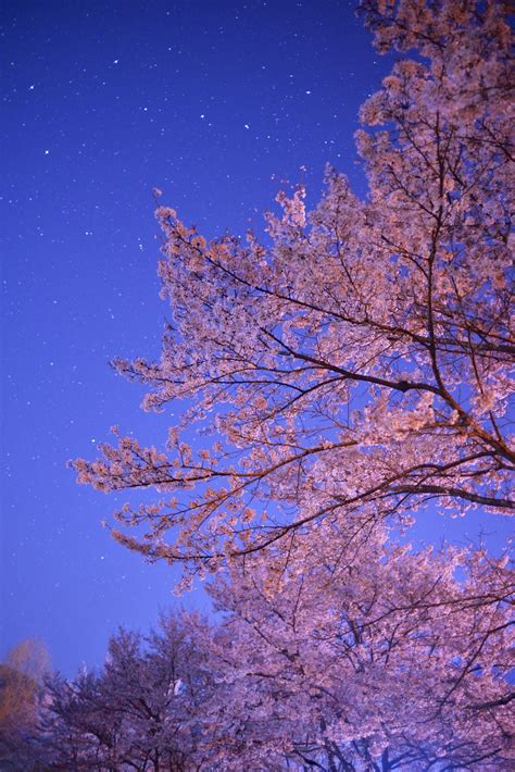 night walk cherryblossom cherry blossom japan sakura cherry