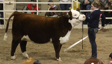 nwss junior hereford  pulse