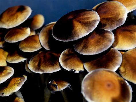heady thorny journey  decriminalize magic mushrooms wired
