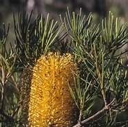 Afbeeldingsresultaten voor spinulosa. Grootte: 186 x 185. Bron: resources.austplants.com.au