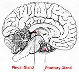 Pineal Gland Piezoelectric sketch template