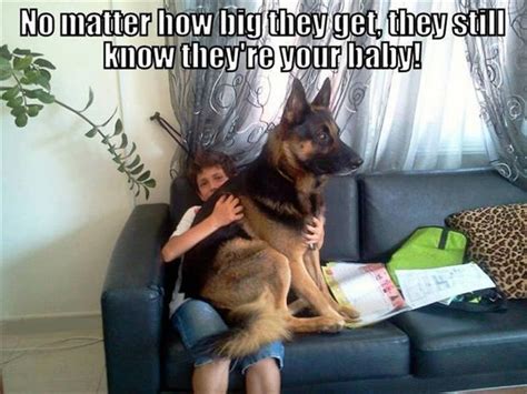 funny big dogs dump  day