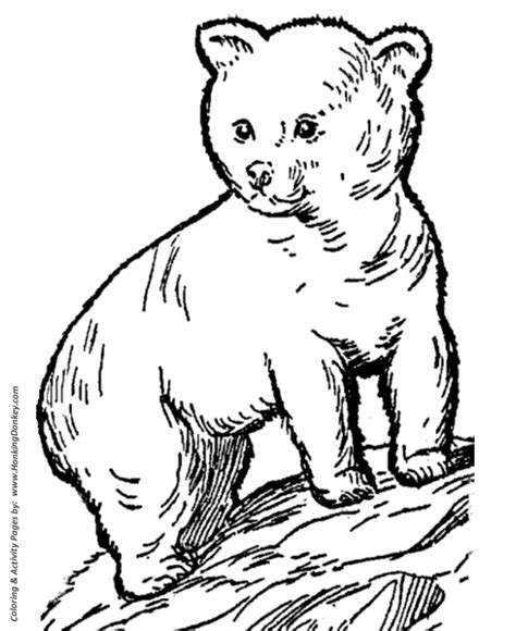 wild animal coloring pages young bear cub coloring page  kids