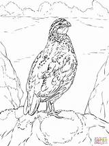 Quail Coloring Pages California Bobwhite Quails Drawing Color Printable Valley Nothern Getdrawings Comments Getcolorings Coloringhome sketch template
