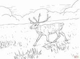 Coloring Pages Tundra Reindeer Sheets Print Forest Odell Beckham Jr Getcolorings Drawing Pa Color Printable Skip Main sketch template