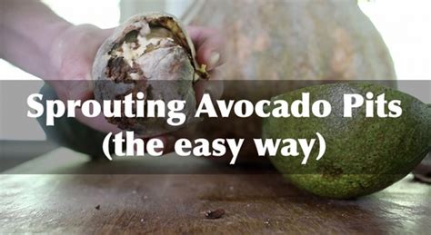 Sprouting Avocado Pits The Easy Way The Survival Gardener