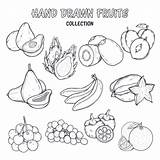 Fruit Coloring Vector Ai Edit Ago Years sketch template