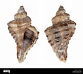 Afbeeldingsresultaten voor "ocenebra Erinacea". Grootte: 117 x 104. Bron: www.alamy.com