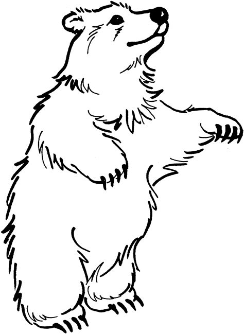 drawing bear  animals printable coloring pages