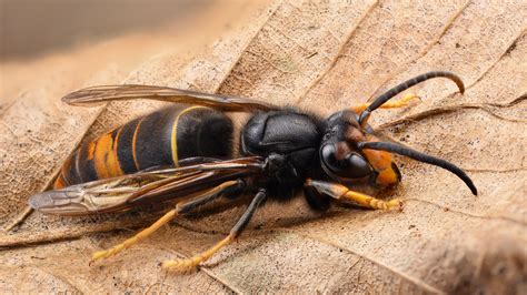 nest aziatische hoornaar verwijderd  geleenstraat