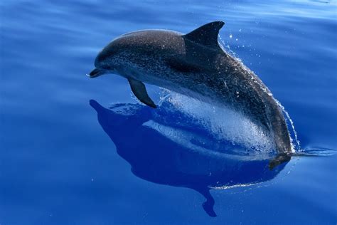 delphin meer meeressaeuger kostenloses foto auf pixabay