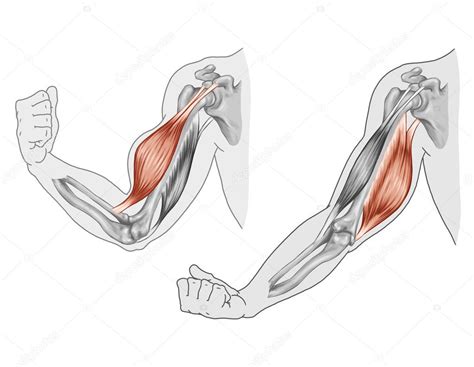 biceps triceps movimiento de los musculos del brazo  de la mano ilustracion de stock de