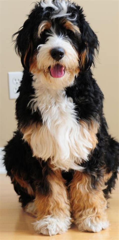 pin  joy forevermore  fluffysweet bernese mountain dog poodle