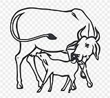 Brahman Cow Congress Pngwing sketch template