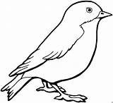 Vogel Skizze Malvorlagen Malvorlage Bild Ausmalbild Sparrow Herunterladen Sparrows sketch template