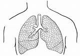 Lungs Pulmones Polmoni Disegno Lungen Colorare Lunge Longen Poumons Ausmalbild Afbeelding sketch template