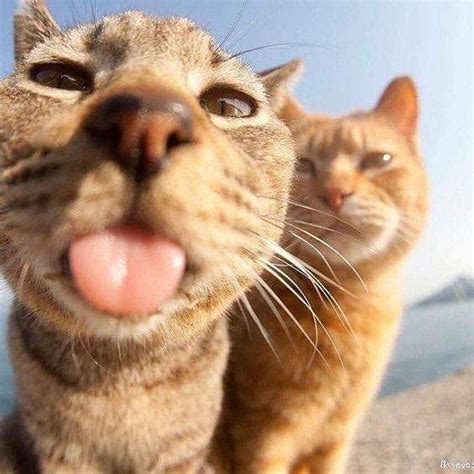 selfie selﬁe selfies cats catslover catspic orangecats pics